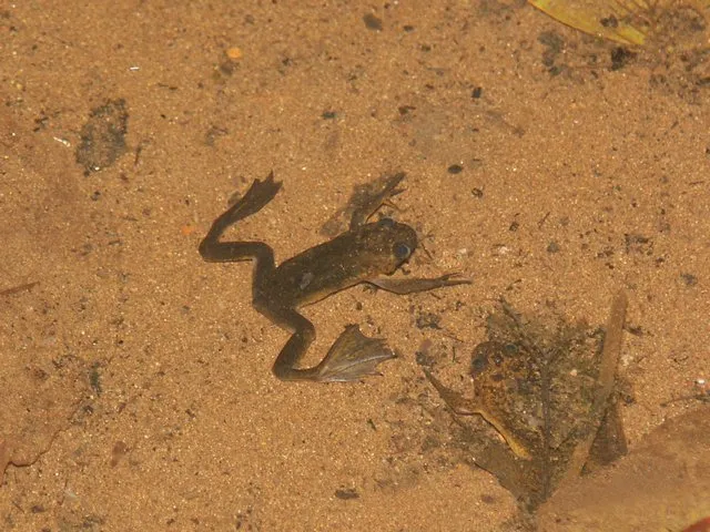 Lake Oku Clawed Frog