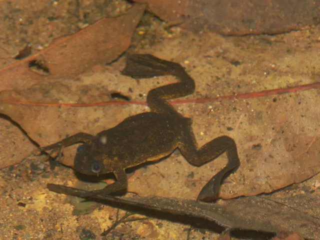 Lake Oku Clawed Frog