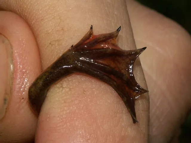 Lake Oku Clawed Frog