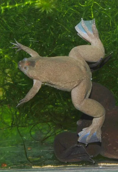 Tropical Clawed Frog