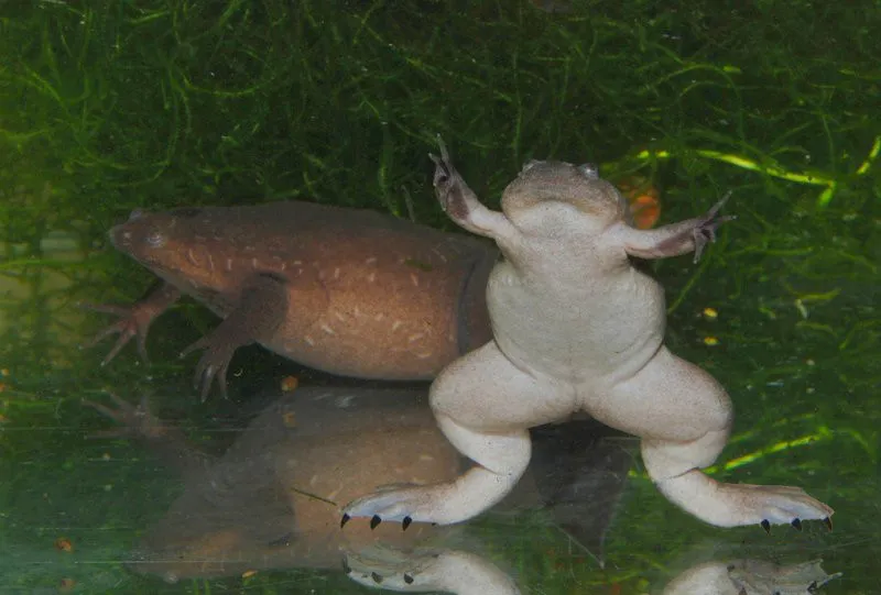 Tropical Clawed Frog