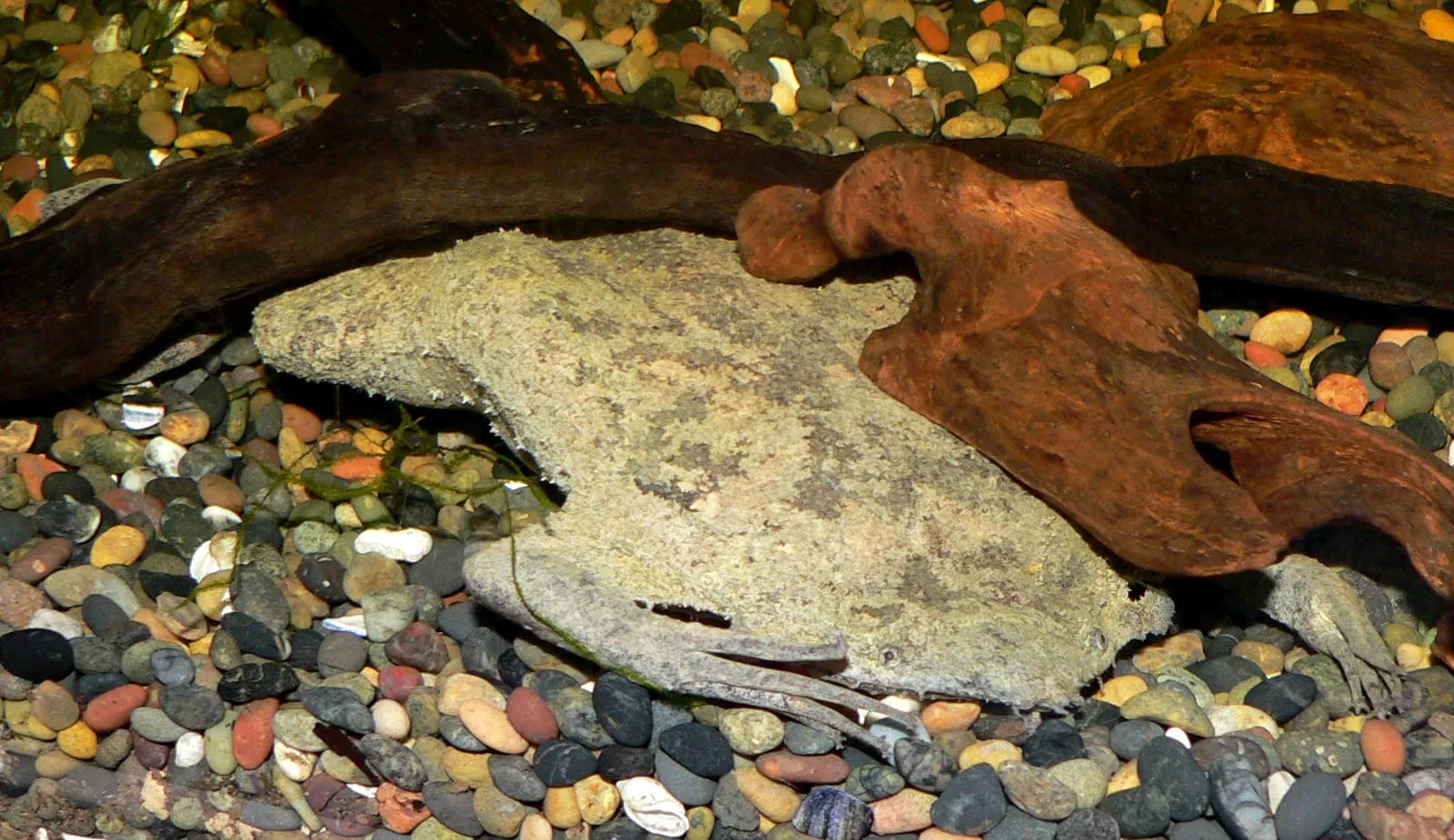 Common Surinam Toad