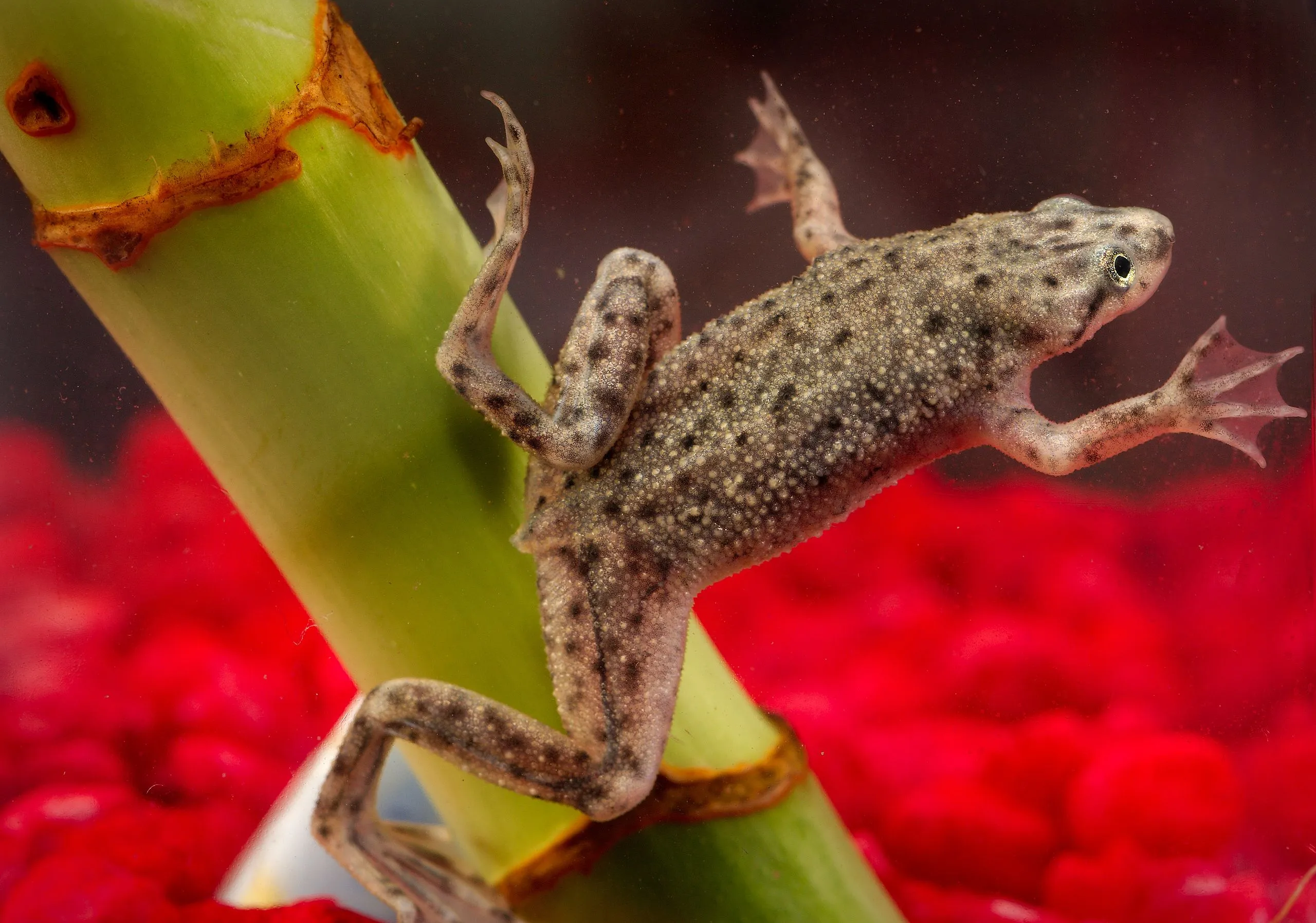 Dwarf Clawed Frog