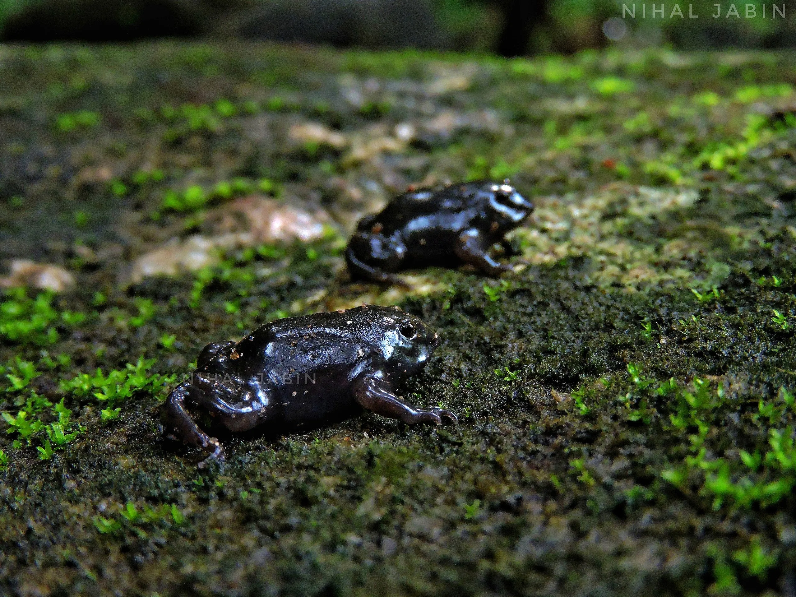 インドハナガエル