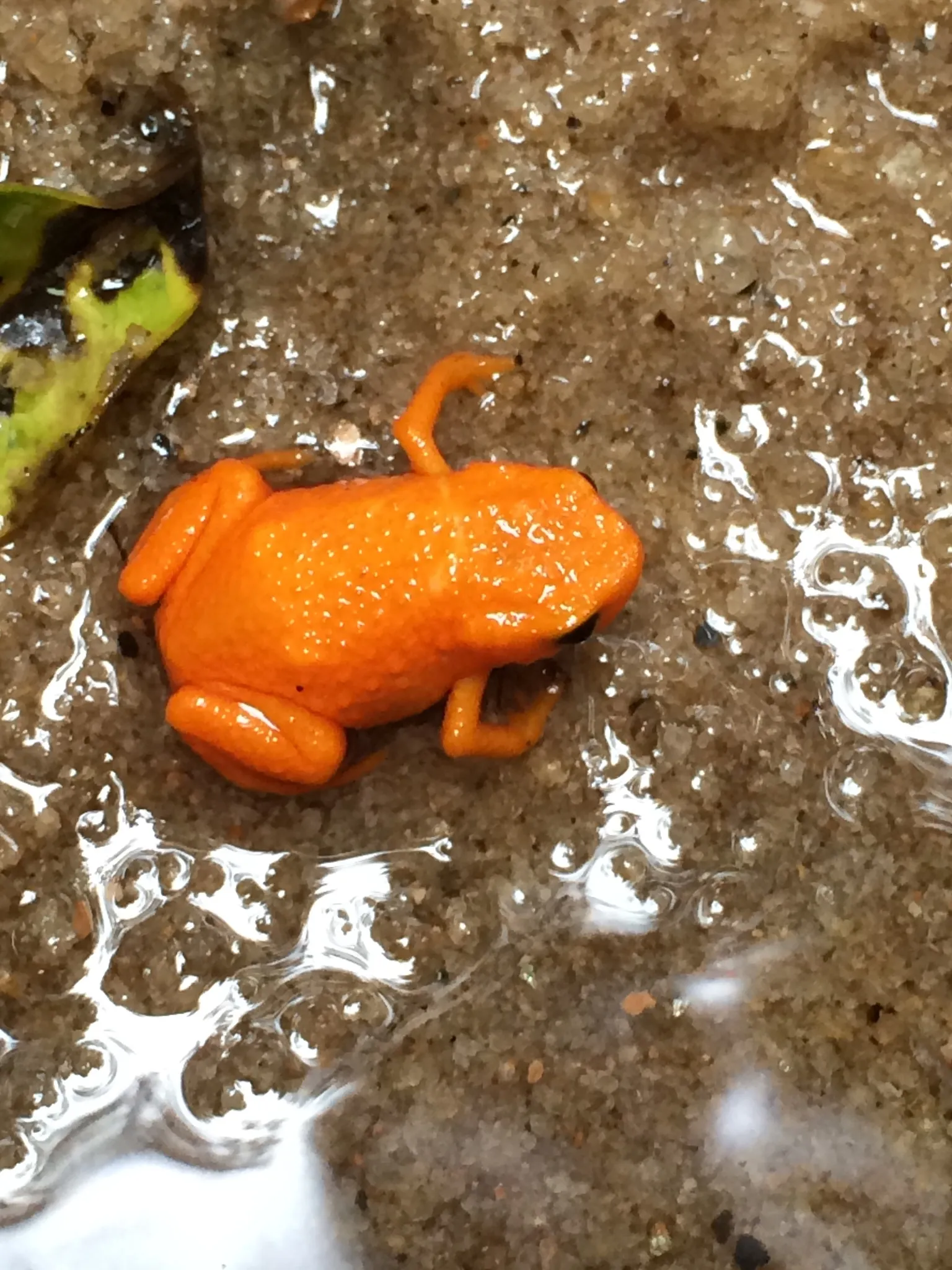 Saddleback Toads