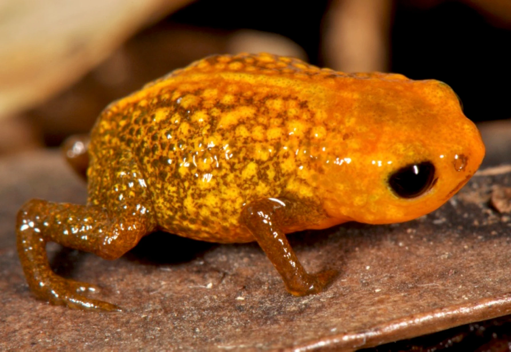 Saddleback Toads