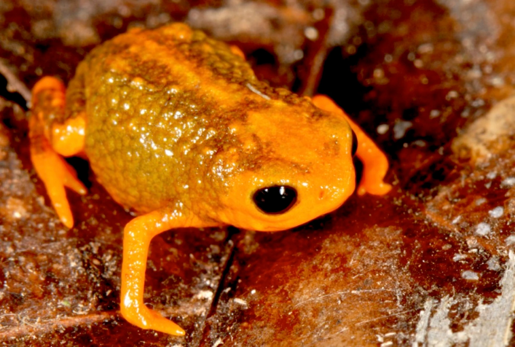 Saddleback Toads