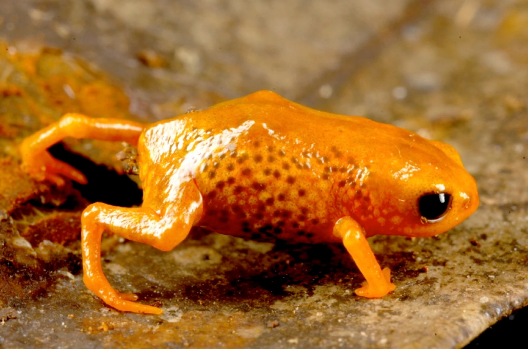 ヒョウモンコガネガエルの写真