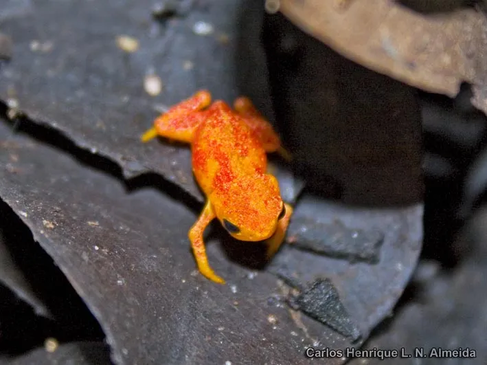 Red Pumpkin Toadlet