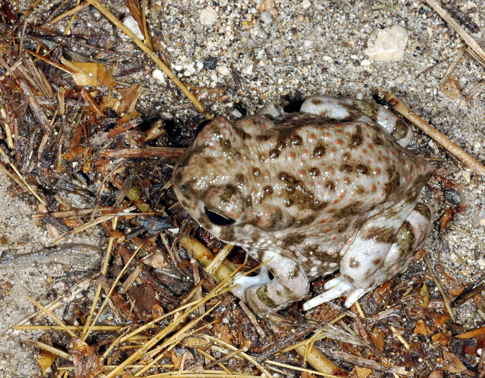 Couch's Spadefoot Toad