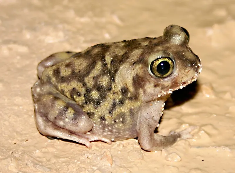 American Spadefoot Toads