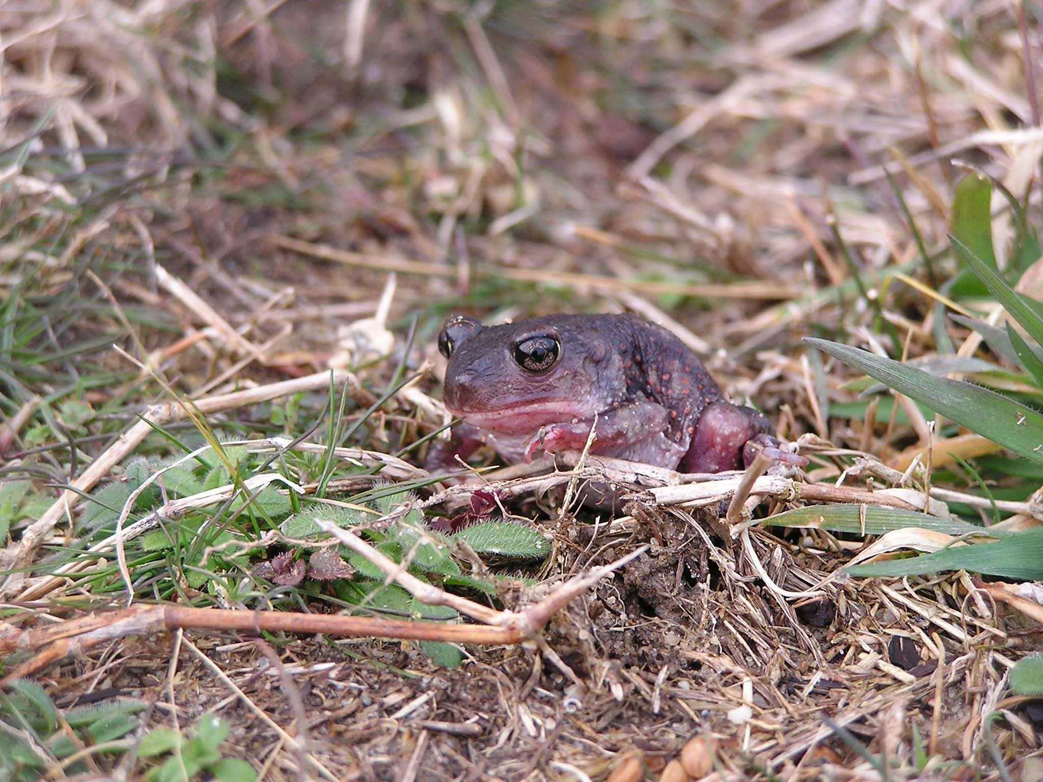 American Spadefoot Toads