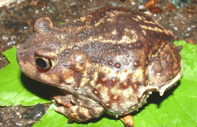 Eastern Spadefoot