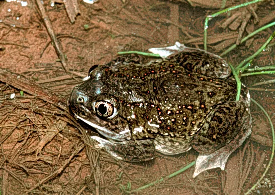 Plains Spadefoot