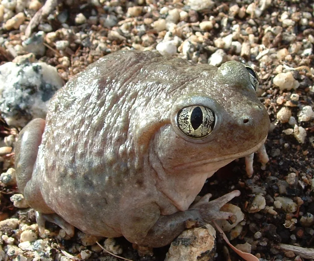 Western Spadefoot