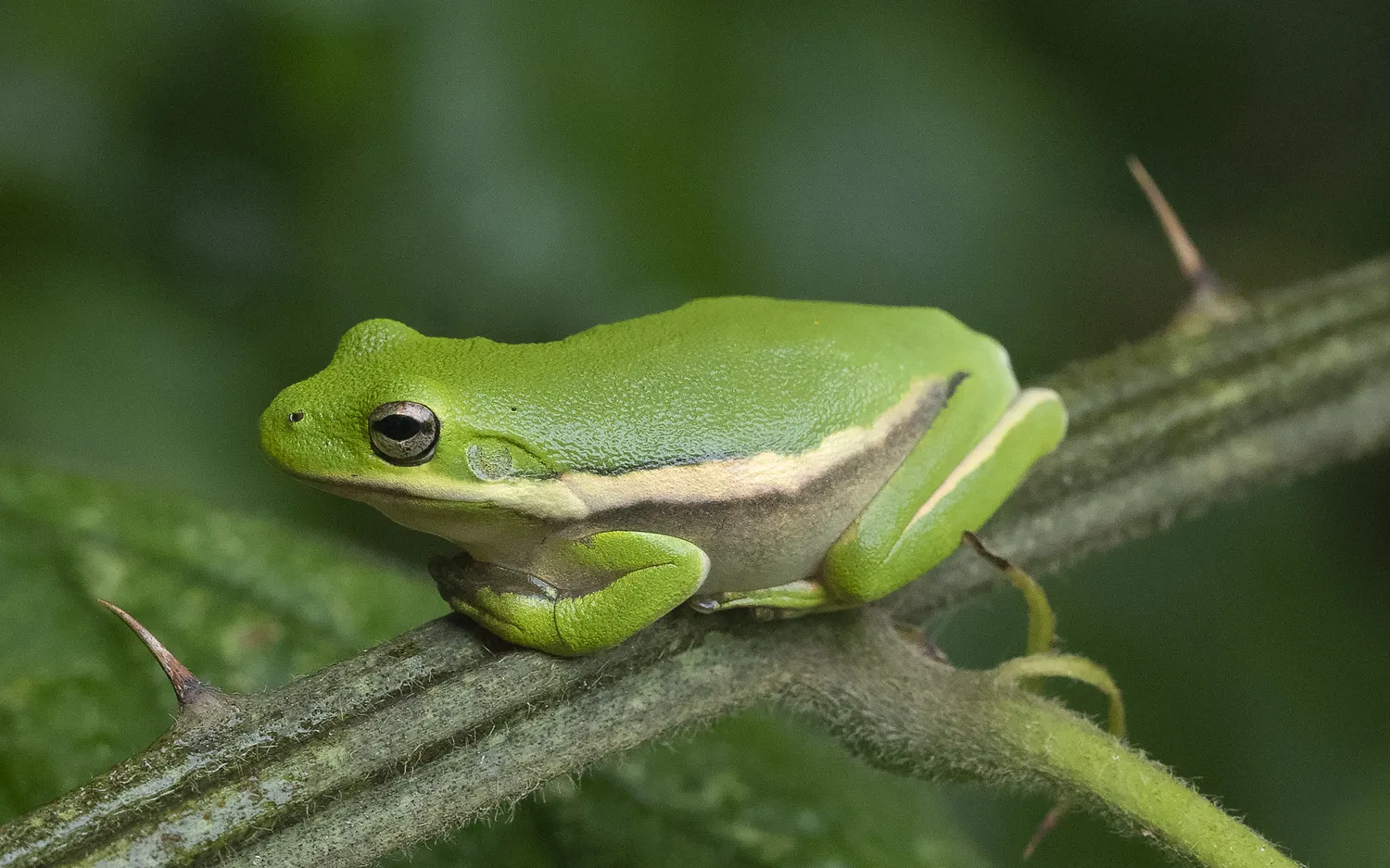 American green tree frog