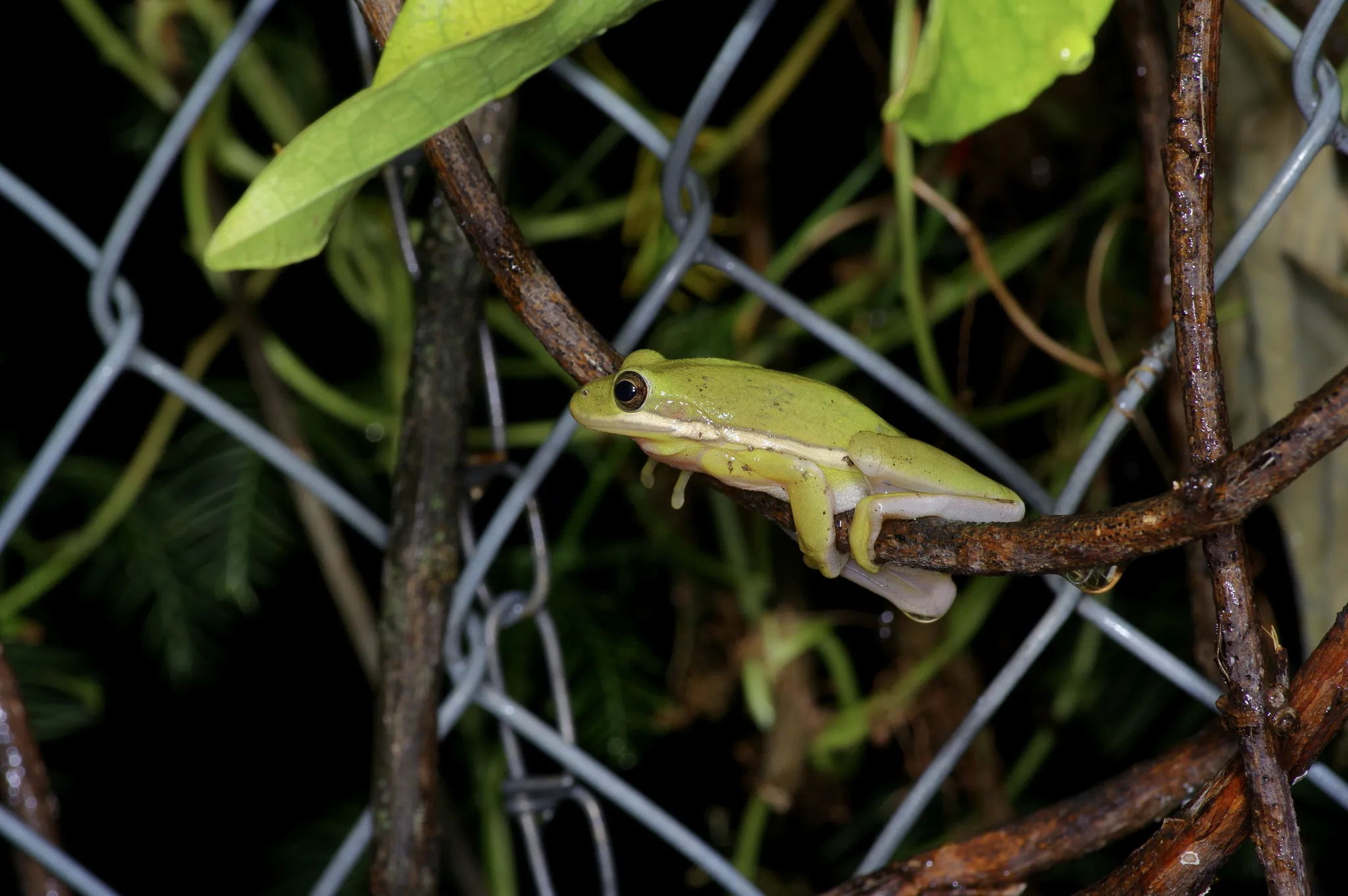 American green tree frog