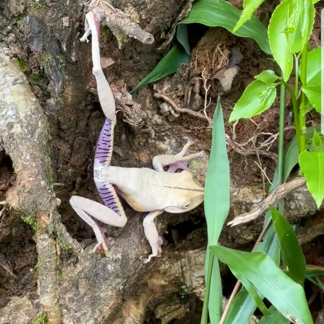 Atlantic Forest Treefrog