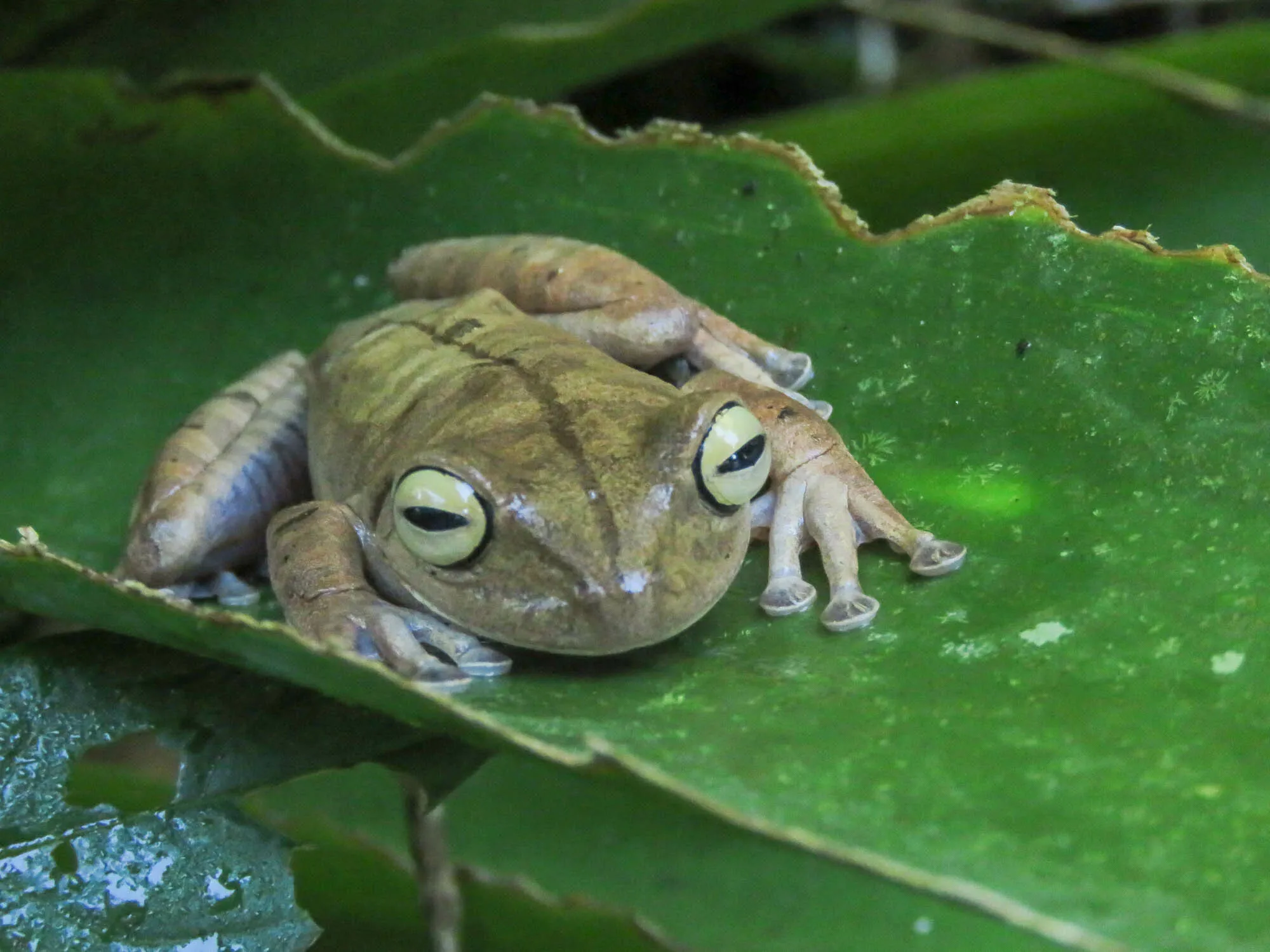 Espirito Santo Treefrog