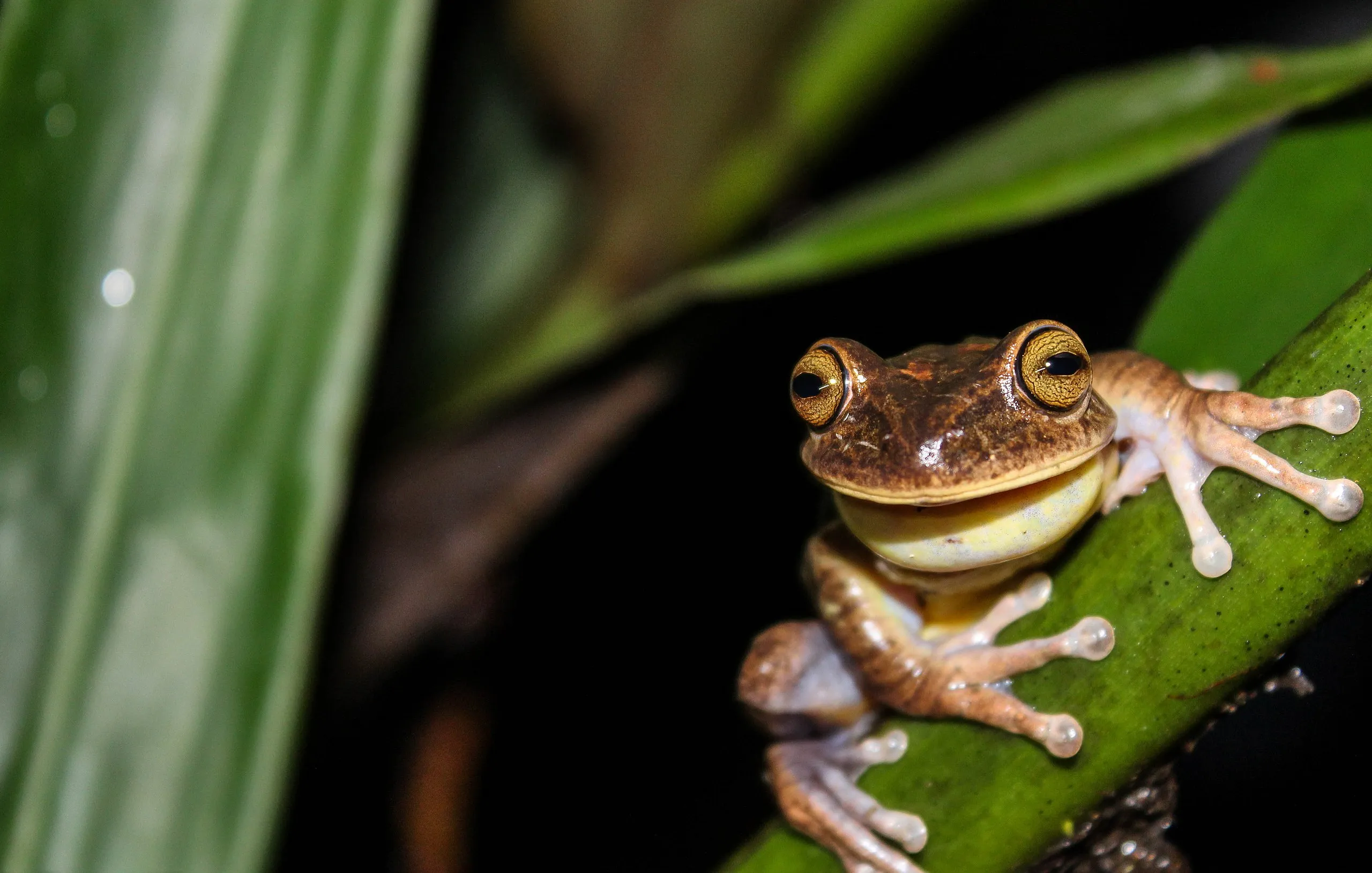 ルクトゥオサボーカーマンアマガエルの写真