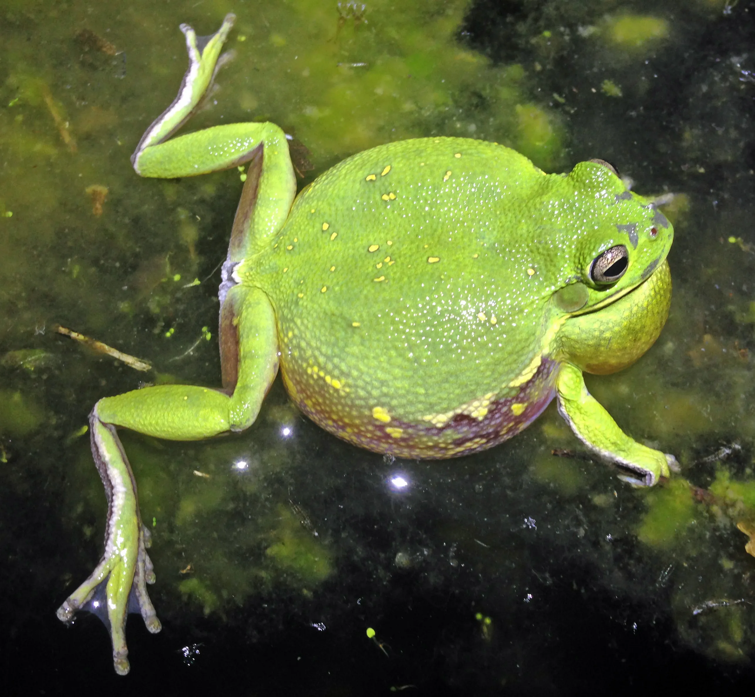 Barking treefrog