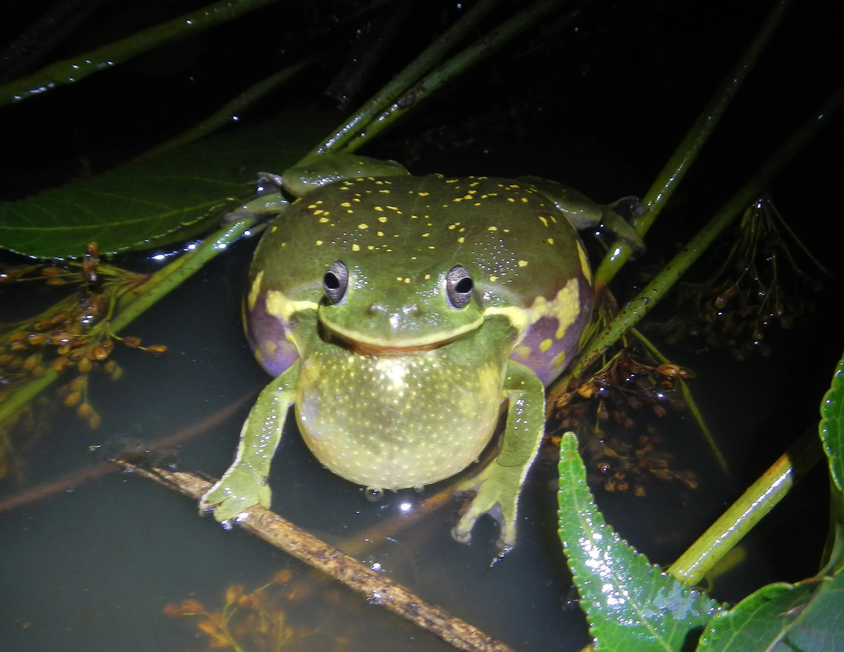 ホエアマガエル