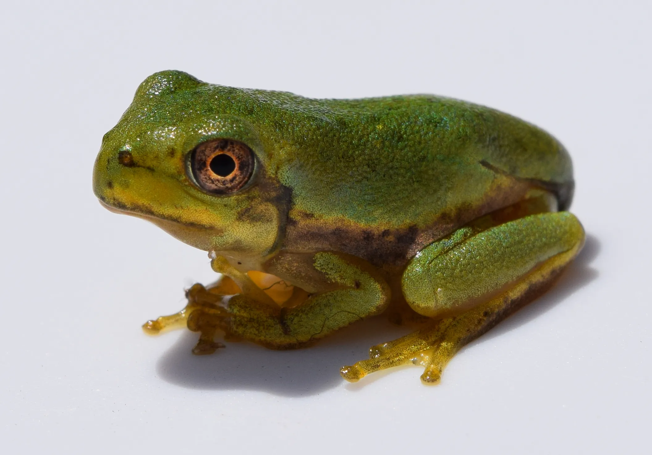 Barking treefrog