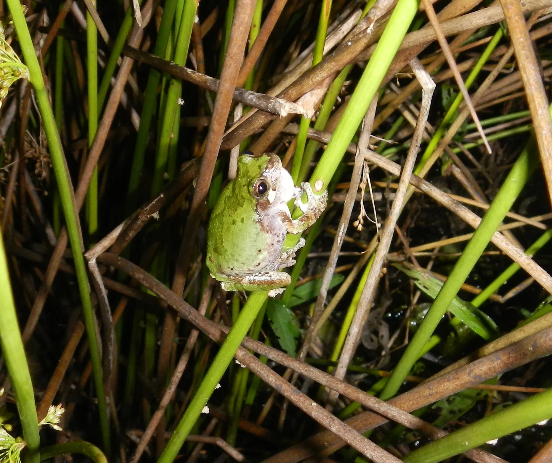 Bird-voiced treefrog