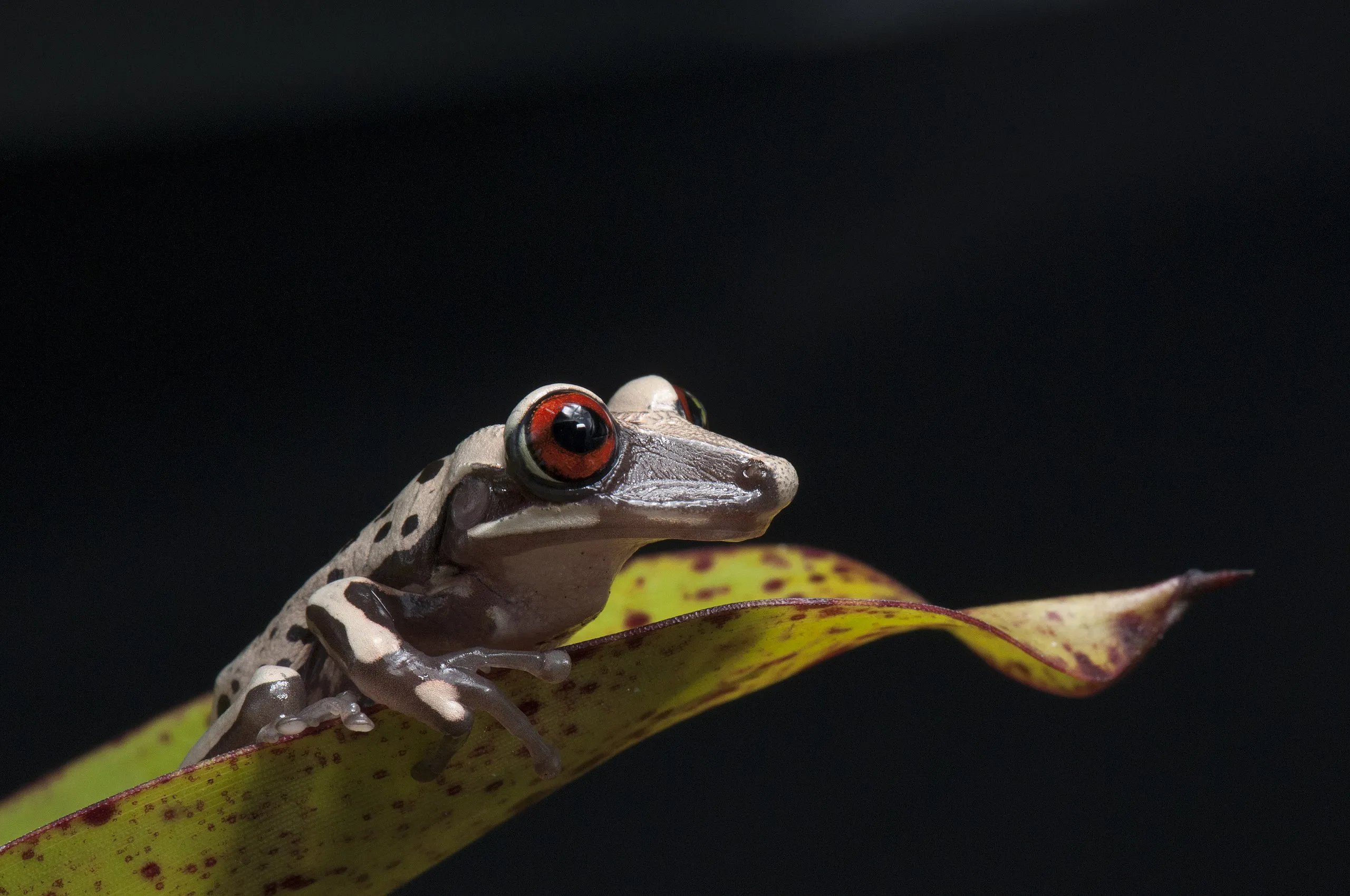 Bruno's Casque-headed Frog