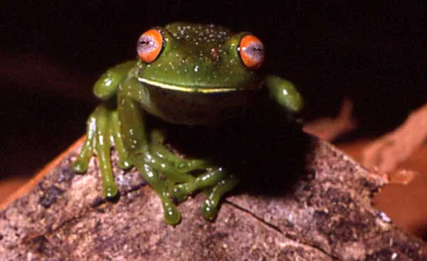 Bocaina Treefrog