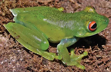 イビラピタンガサトウキビアマガエルの写真