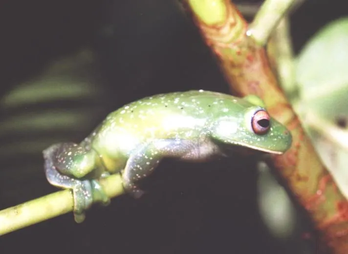 レウコピギウスサトウキビアマガエルの写真