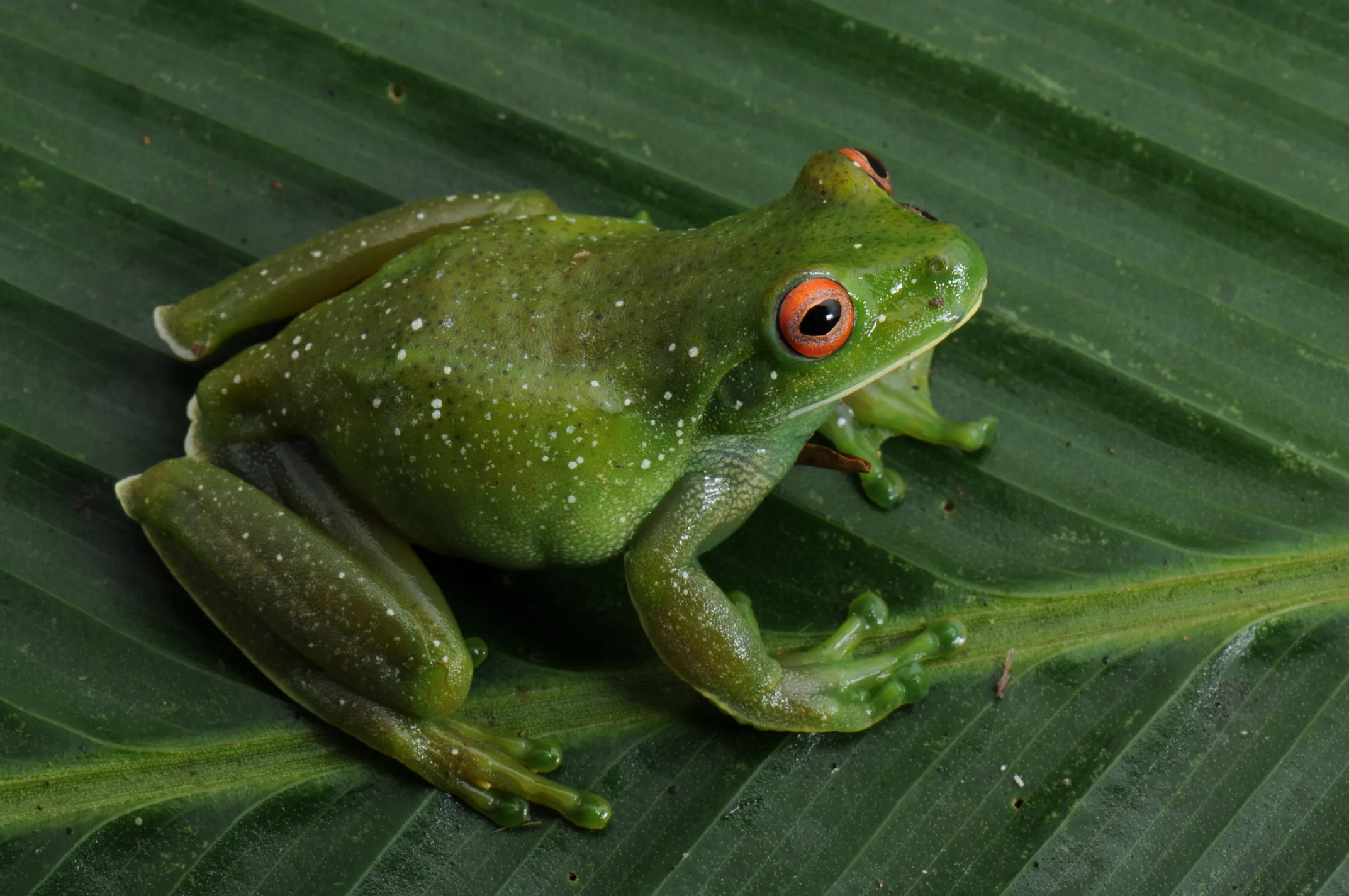 レウコピギウスサトウキビアマガエル（仮称）