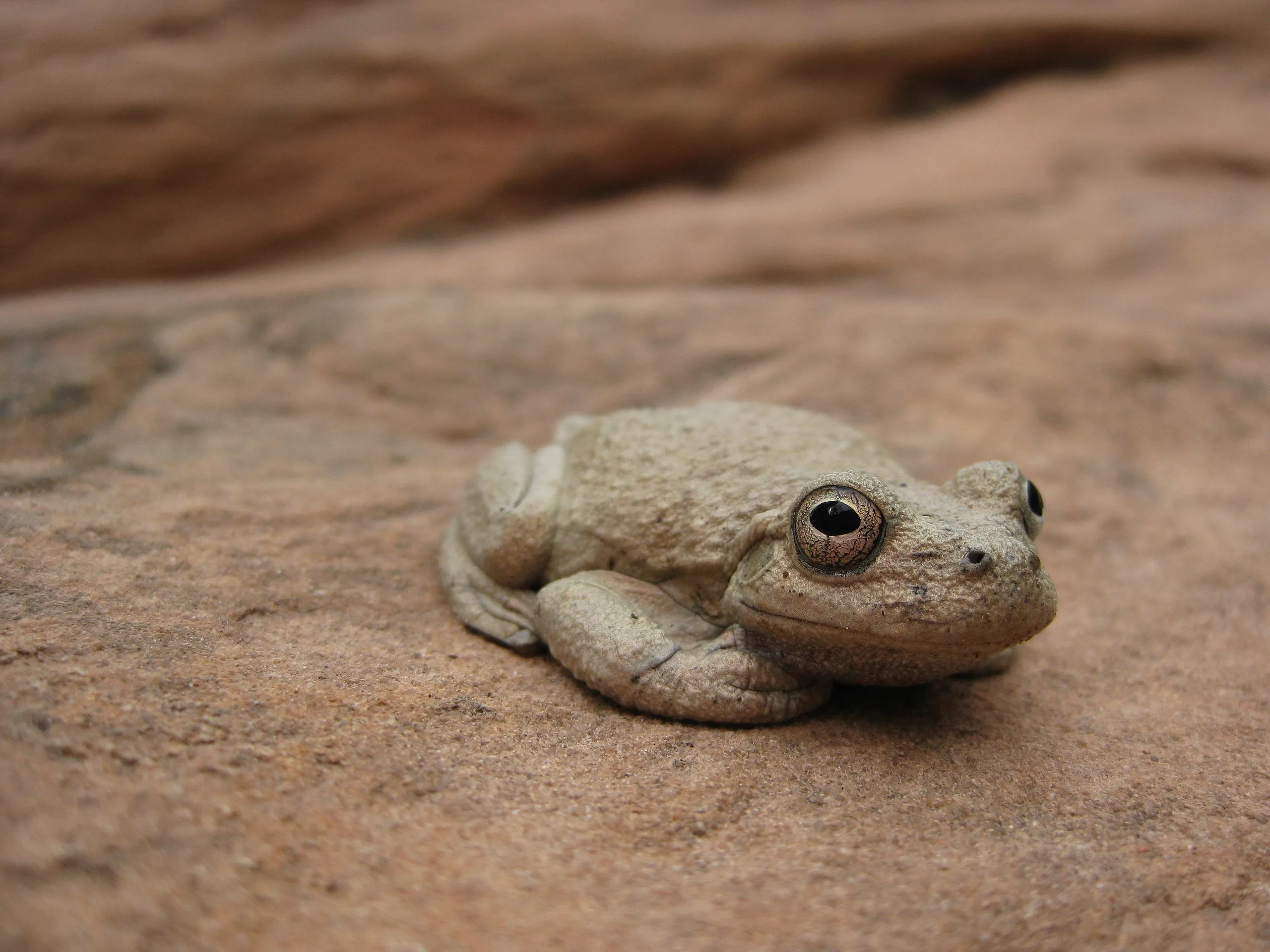 Canyon tree frog