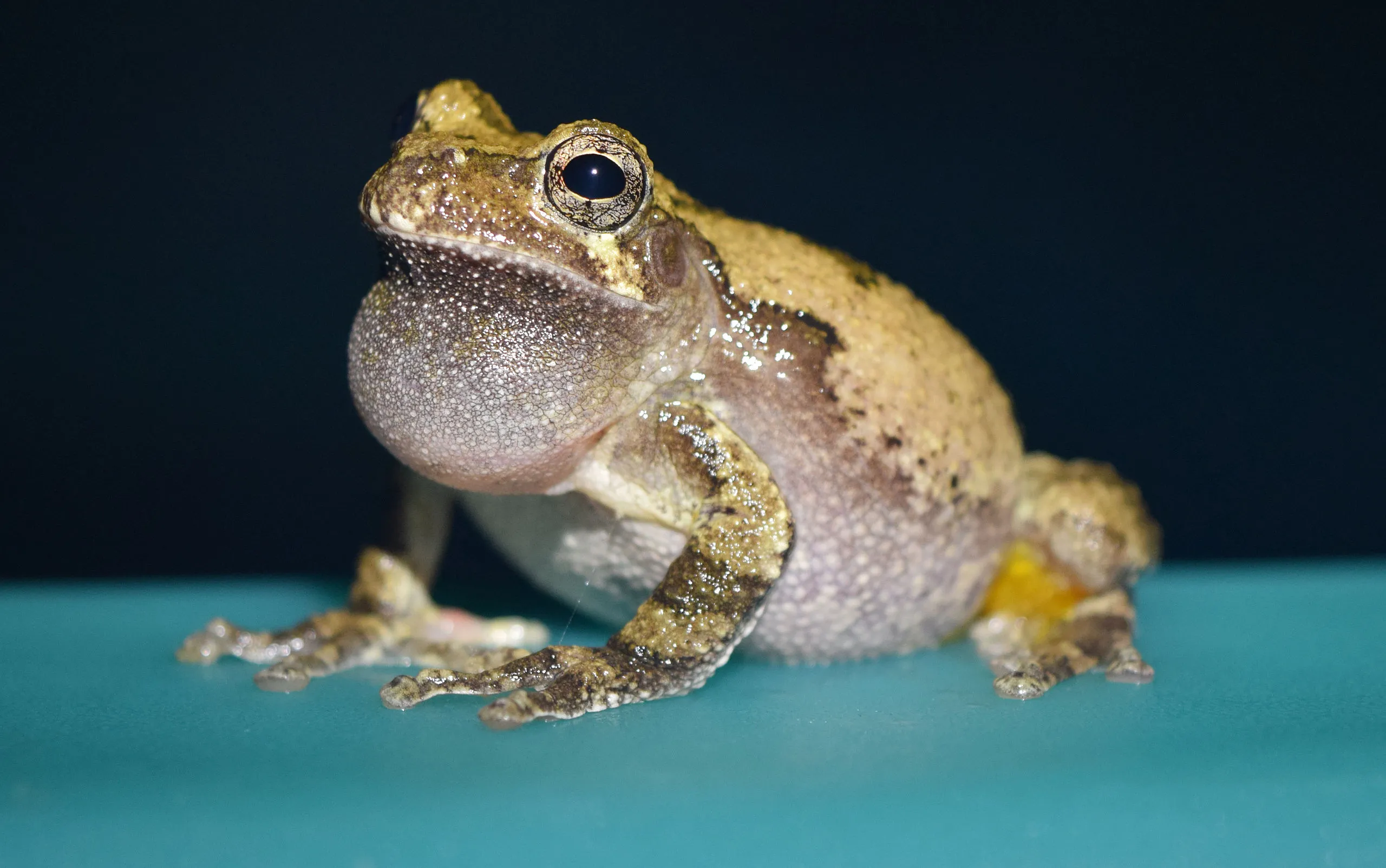 Cope's gray treefrog