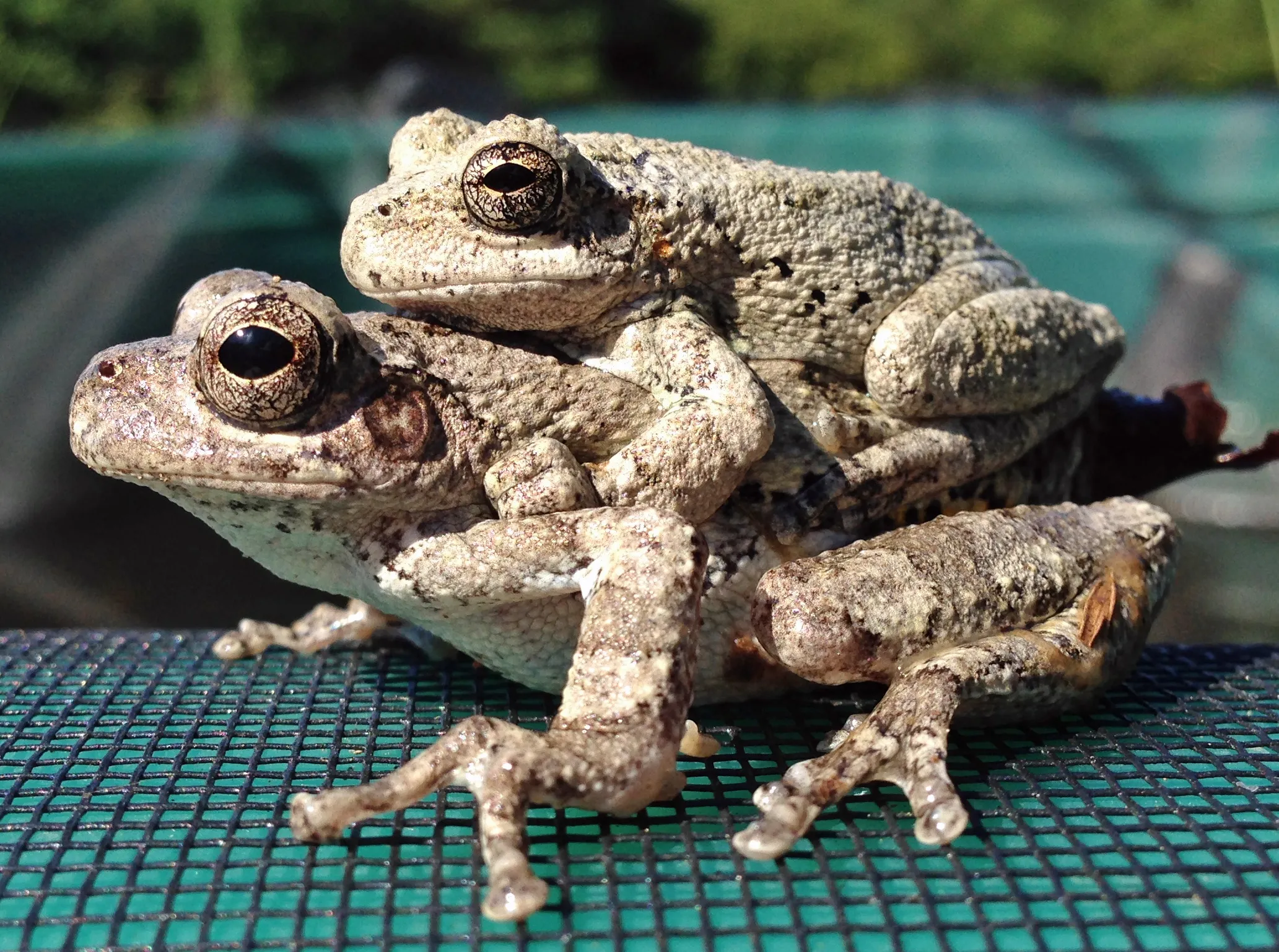 Cope's gray treefrog