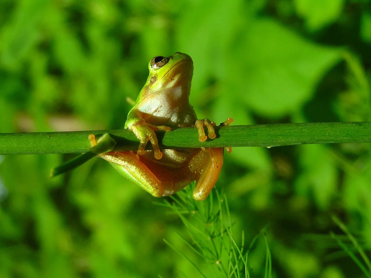 Japanese treefrog