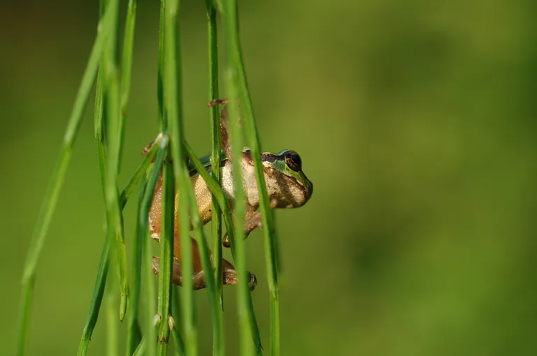 Japanese treefrog