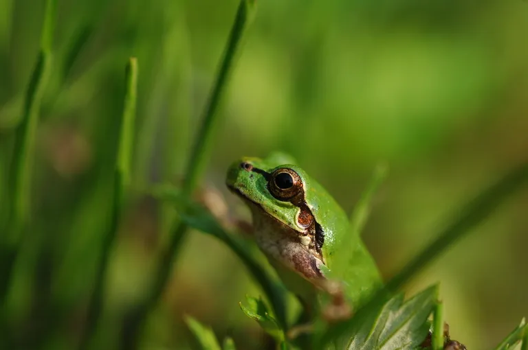 アマガエル