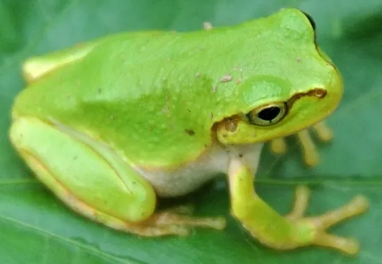 ニホンアマガエルの写真