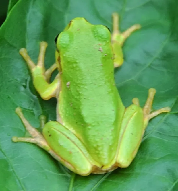 ニホンアマガエルの写真