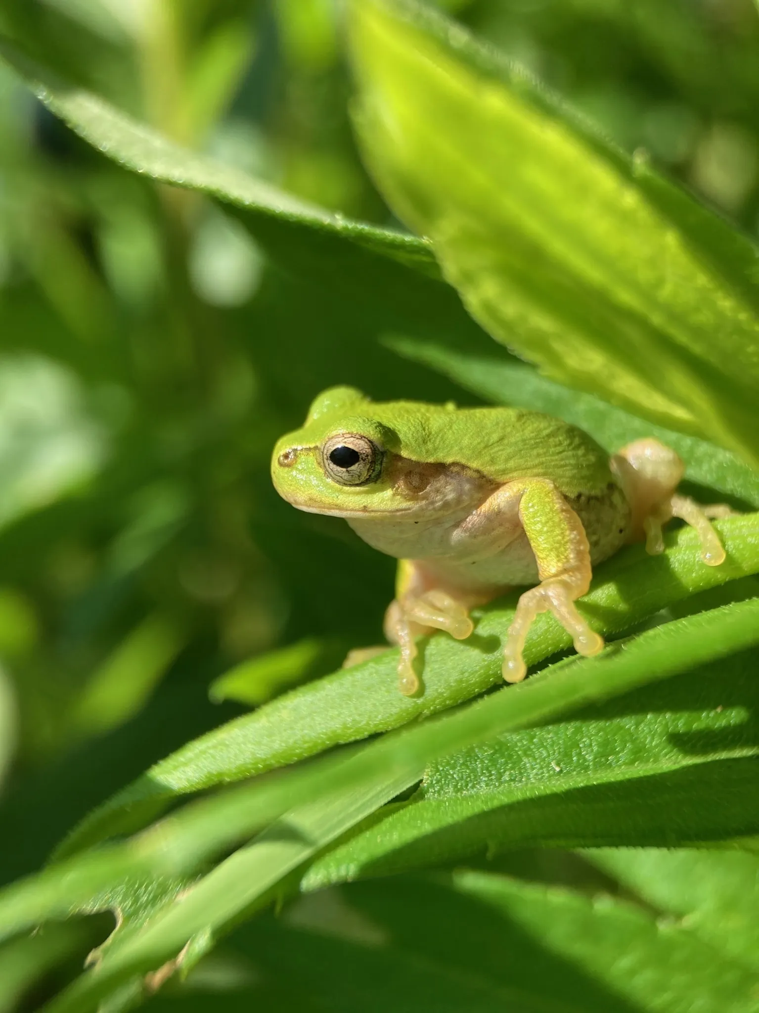 ニホンアマガエルの写真