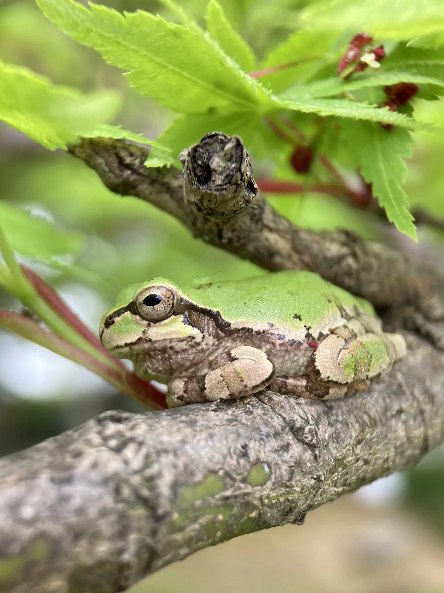 ニホンアマガエルの写真