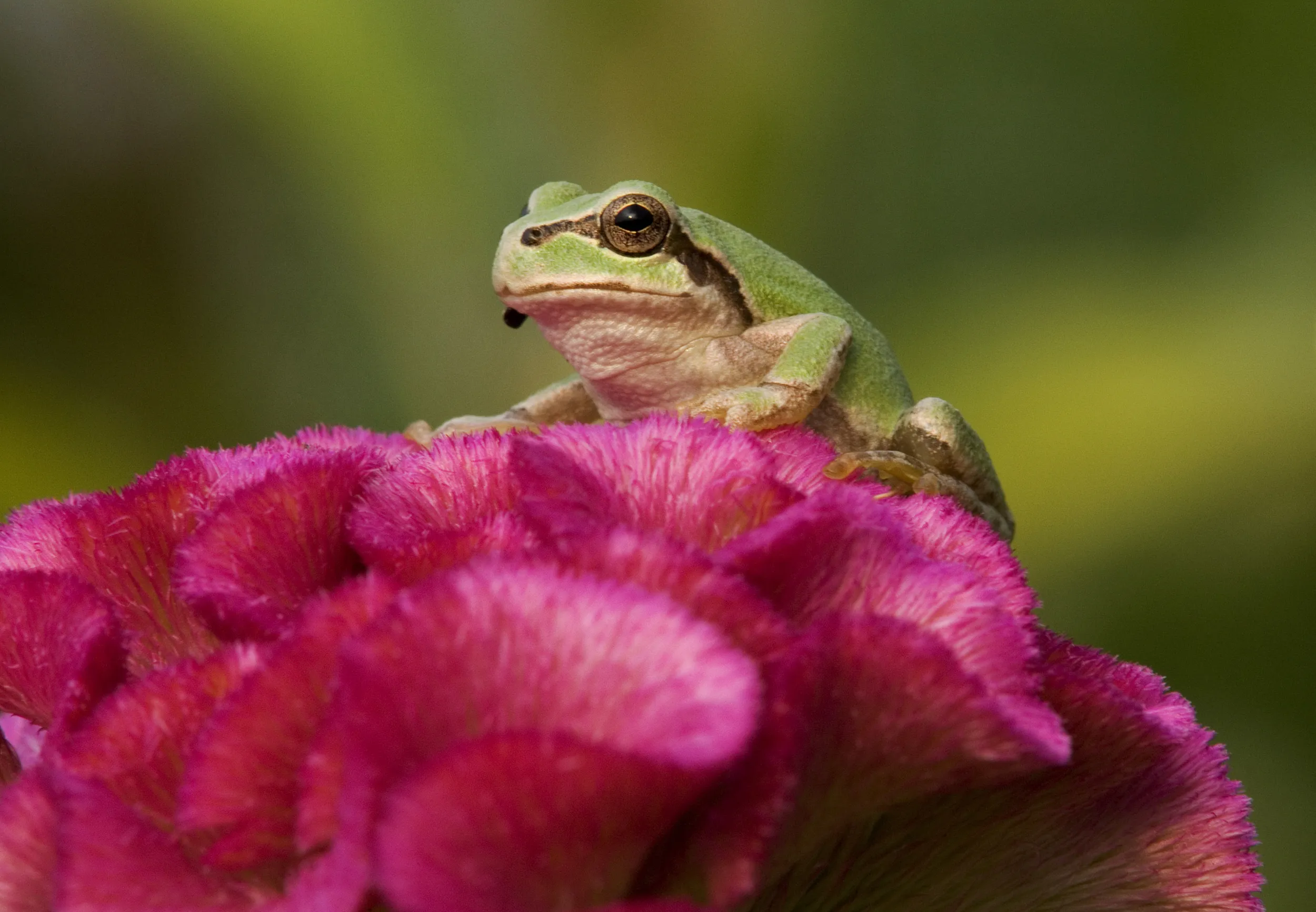 Japanese treefrog