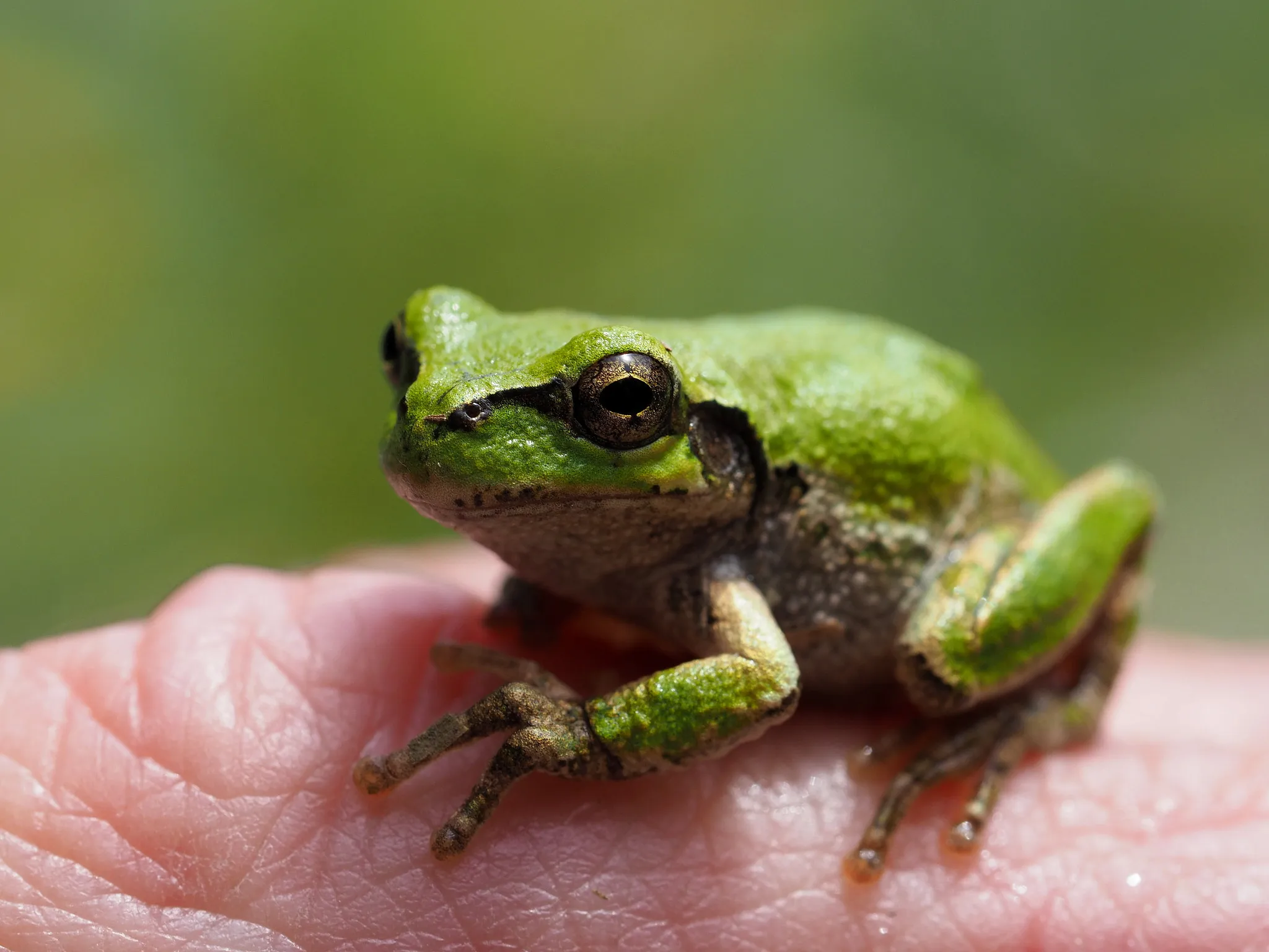 Japanese treefrog