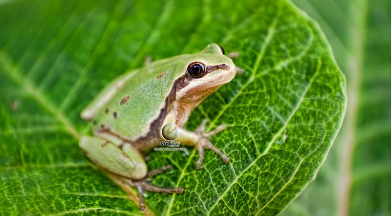 Mountain treefrog