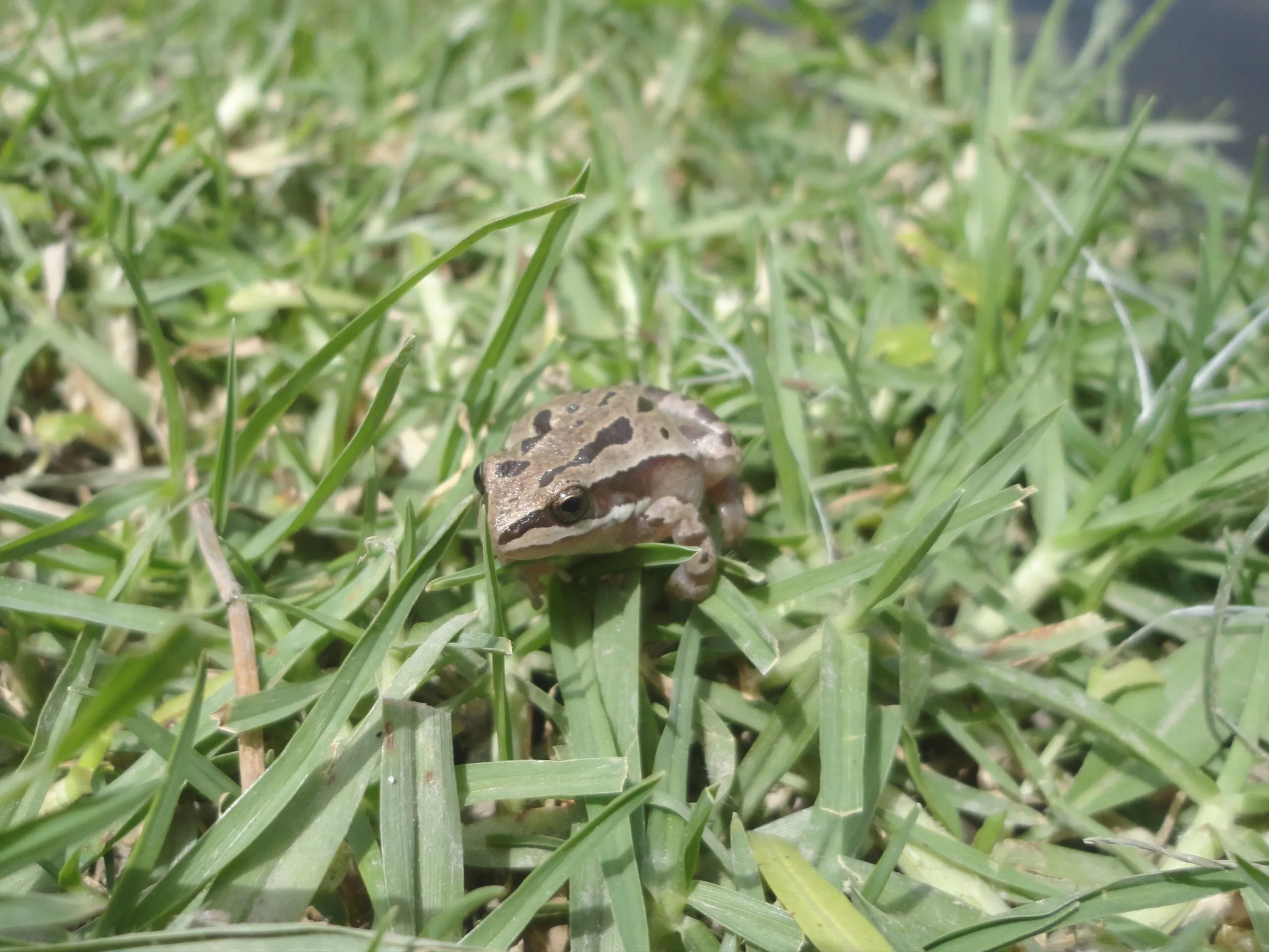 マウンテンアマガエル