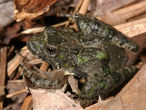 Northern Cricket Frog