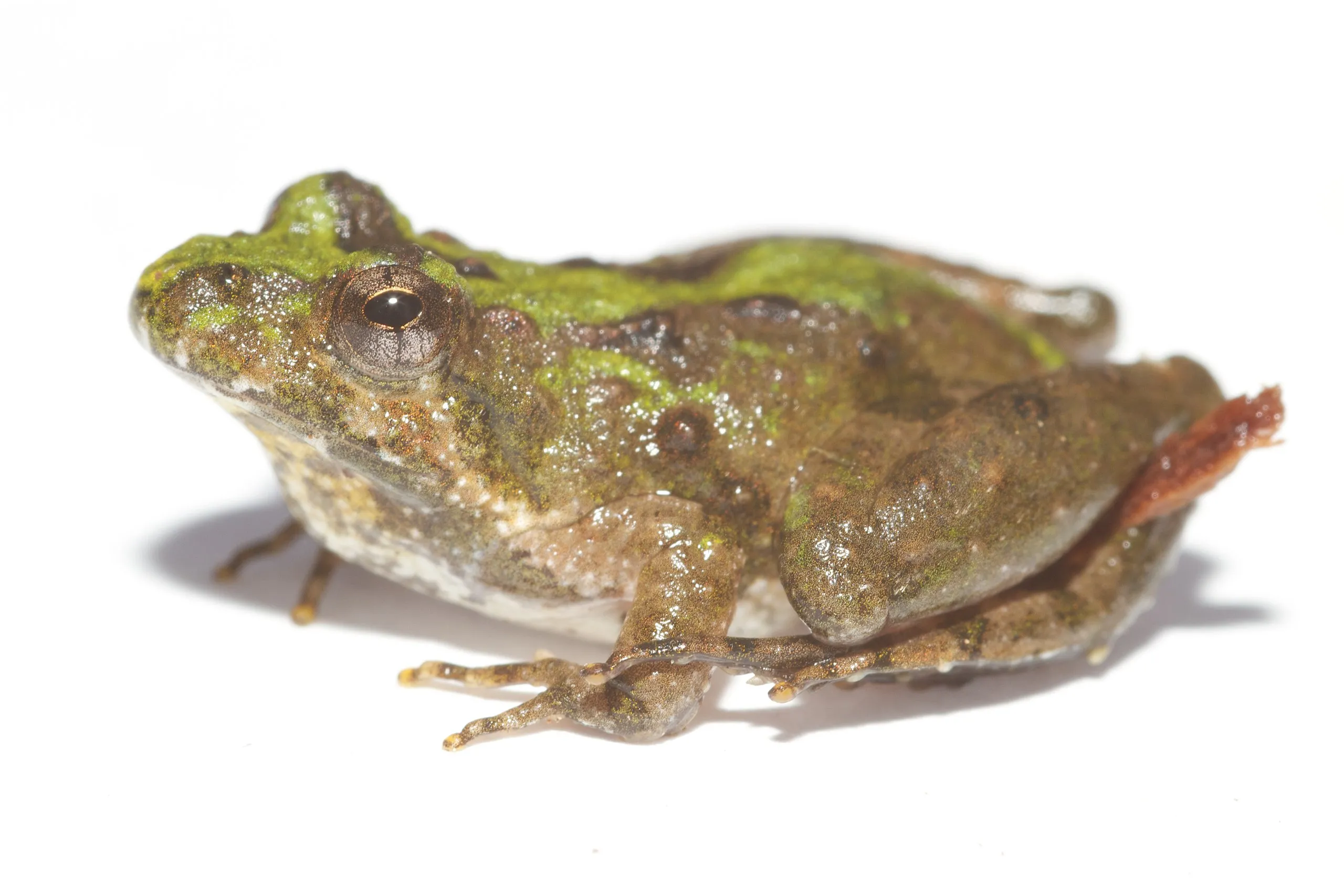 Northern Cricket Frog