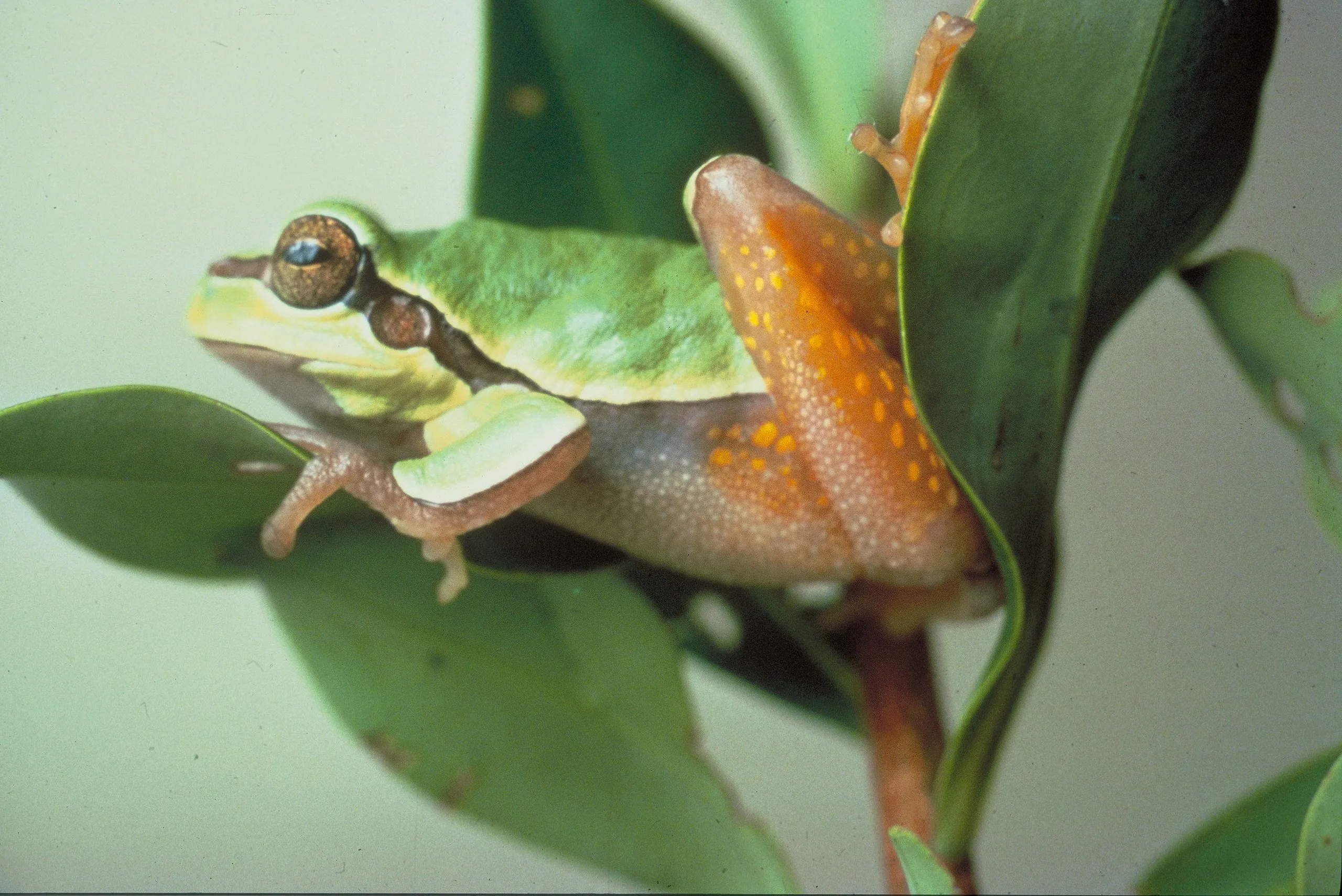 Pine Barrens treefrog